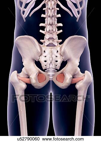 Stock Image - Hip muscles, illustration. Fotosearch