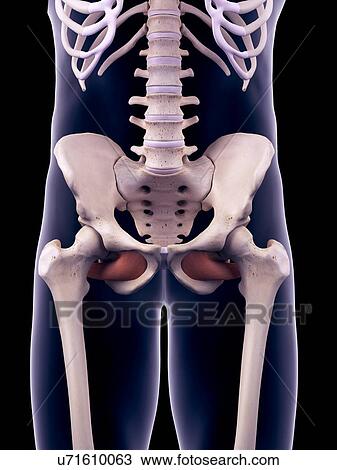 Hip muscles, illustration View Large Photo Image Stock Image - Hip muscles, illustration. Fotosearch