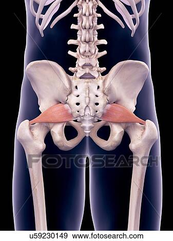 Hip muscles, illustration View Large Photo Image Stock Photo - Hip muscles, illustration. Fotosearch