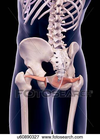 Hip muscles, illustration View Large Photo Image Stock Photo - Hip muscles, illustration. Fotosearch