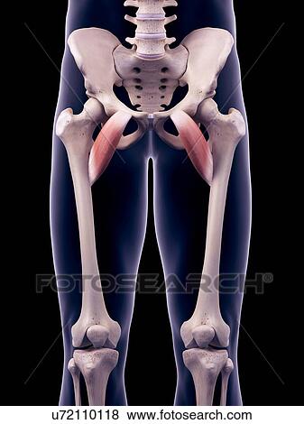 Hip muscles, illustration View Large Photo Image Stock Photo - Hip muscles, illustration. Fotosearch