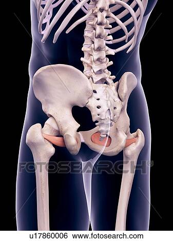 Hip muscles, illustration View Large Photo Image Stock Photograph - Hip muscles, illustration. Fotosearch