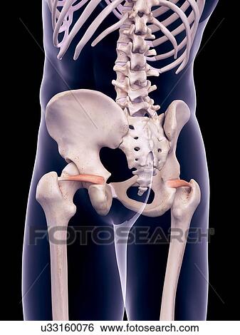 Hip muscles, illustration View Large Photo Image Stock Photograph - Hip muscles, illustration. Fotosearch