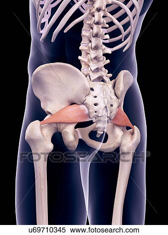 Hip muscles, illustration View Large Photo Image Stock Photography - Hip muscles, illustration. Fotosearch