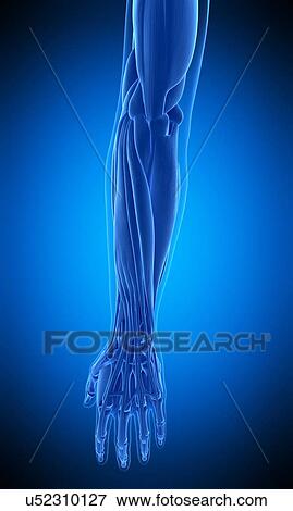 Human arm muscles, illustration View Large Photo Image Stock Photo - Human arm muscles, illustration. Fotosearch