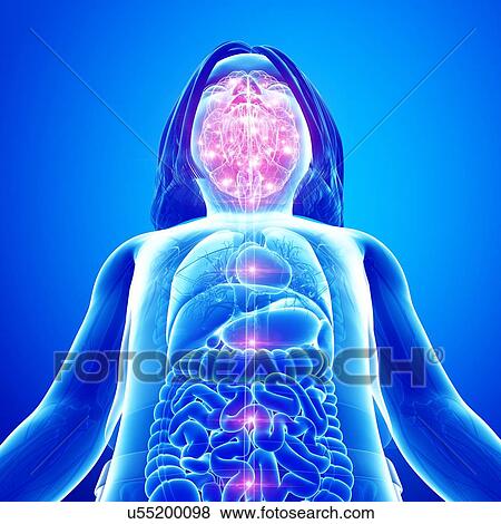 Stock Photo - Human brain activity, illustration. Fotosearch
