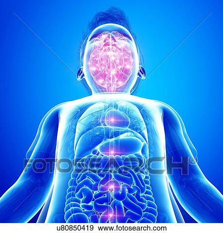 Stock Photo - Human brain activity, illustration. Fotosearch