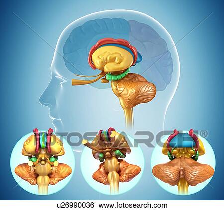 Stock Photograph - Human brain anatomy, illustration. Fotosearch