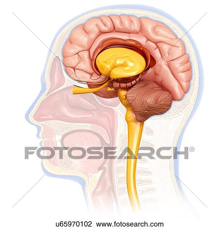 Human brain cross-section, illustration View Large Photo Image Stock Image - Human brain cross-section, illustration. Fotosearch