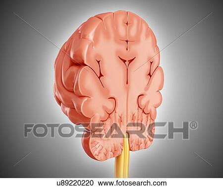 Human brain cross-section, illustration View Large Photo Image Stock Image - Human brain cross-section, illustration. Fotosearch