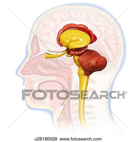 Human brain cross-section, illustration View Large Photo Image Stock Photo - Human brain cross-section, illustration. Fotosearch