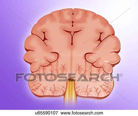 Stock Photo - Human brain cross-section, illustration. Fotosearch