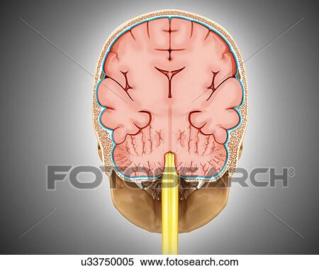 Human brain cross-section, illustration View Large Photo Image Stock Photography - Human brain cross-section, illustration. Fotosearch