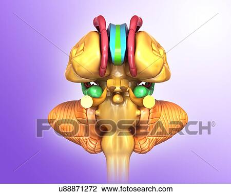 Stock Image - Human brain structures, illustration. Fotosearch