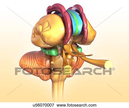 Stock Photo - Human brain structures, illustration. Fotosearch
