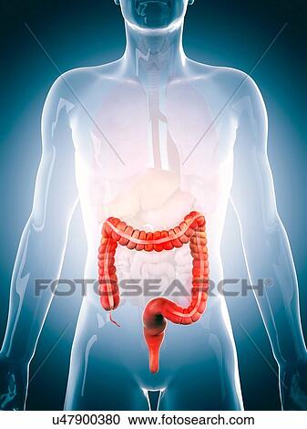 Human colon, illustration View Large Photo Image Stock Image - Human colon, illustration. Fotosearch