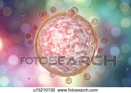 Human egg cell, illustration View Large Photo Image Stock Image - Human egg cell, illustration. Fotosearch