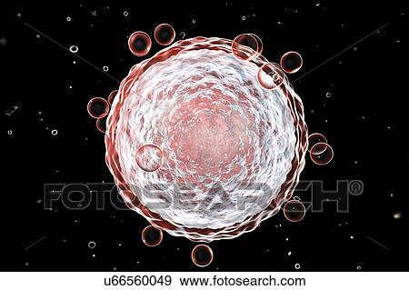 Stock Photo - Human egg cell, illustration. Fotosearch