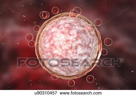 Human egg cell, illustration View Large Photo Image Stock Photo - Human egg cell, illustration. Fotosearch
