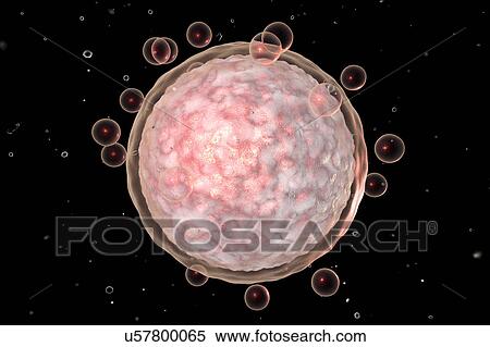 Stock Photography - Human egg cell, illustration. Fotosearch