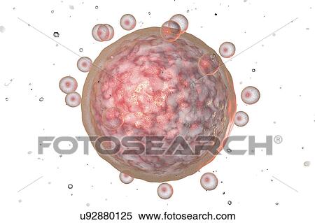 Human egg cell, illustration View Large Photo Image Stock Photography - Human egg cell, illustration. Fotosearch