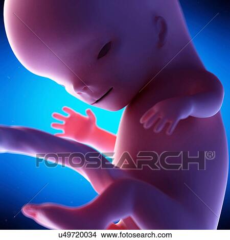 Picture - Human fetus at week 11 of gestation, illustration. Fotosearch