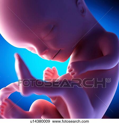 Stock Photo - Human fetus at week 14 of gestation, illustration. Fotosearch