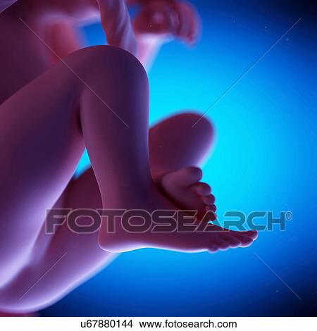 Picture - Human fetus at week 19 of gestation, illustration. Fotosearch