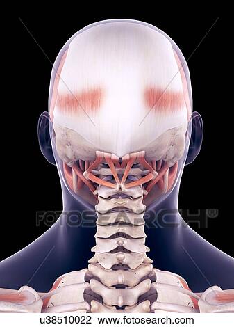 Stock Image - Human head muscles, illustration. Fotosearch