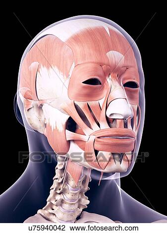 Stock Image - Human head muscles, illustration. Fotosearch