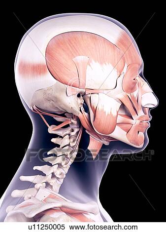 Stock Photography - Human head muscles, illustration. Fotosearch