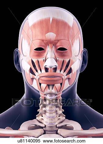 Stock Photography - Human head muscles, illustration. Fotosearch