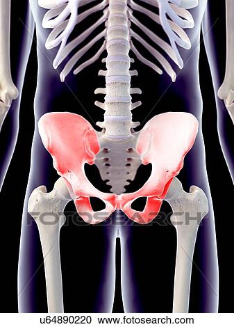 Human hip pain, illustration View Large Photo Image Stock Image - Human hip pain, illustration. Fotosearch