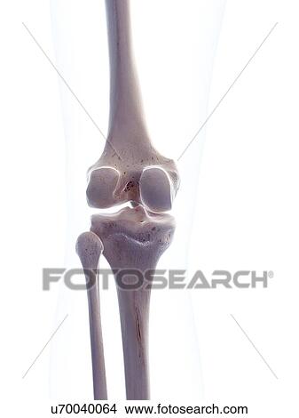 Human knee joint, illustration View Large Photo Image Picture - Human knee joint, illustration. Fotosearch