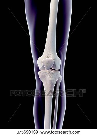 Stock Photo - Human knee joint, illustration. Fotosearch