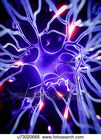Stock Photo - Human nerve cell, illustration. Fotosearch