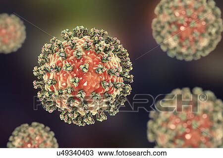 Stock Image - Human parainfluenza virus, illustration. Fotosearch