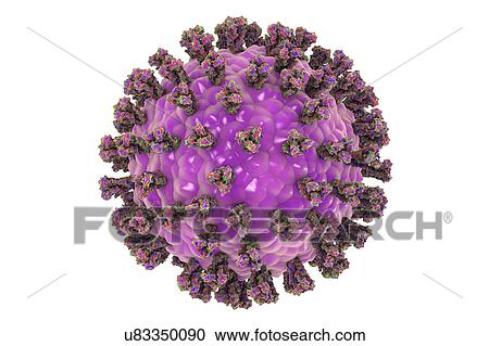 Stock Image - Human parainfluenza virus, illustration. Fotosearch