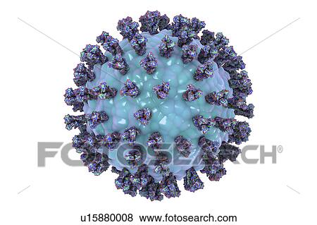 Stock Photo - Human parainfluenza virus, illustration. Fotosearch