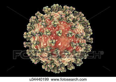 Stock Photo - Human parainfluenza virus, illustration. Fotosearch