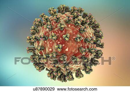 Stock Photo - Human parainfluenza virus, illustration. Fotosearch