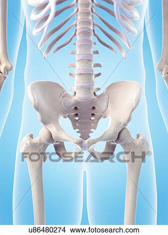 Human sacrum, illustration View Large Photo Image Picture - Human sacrum, illustration. Fotosearch