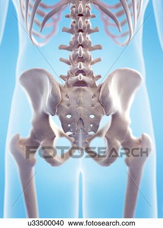 Human sacrum, illustration View Large Photo Image Stock Image - Human sacrum, illustration. Fotosearch