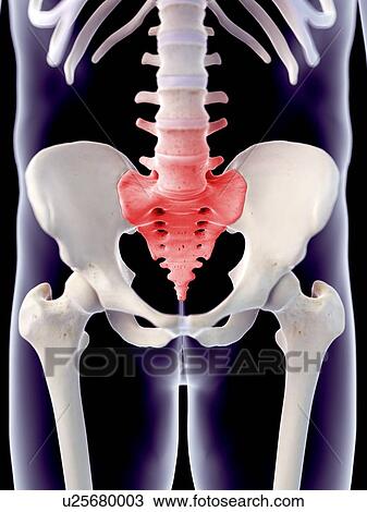 Human sacrum pain, illustration View Large Photo Image Stock Image - Human sacrum pain, illustration. Fotosearch