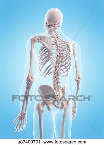 Human skeletal structure, illustration View Large Photo Image Stock Image - Human skeletal structure, illustration. Fotosearch