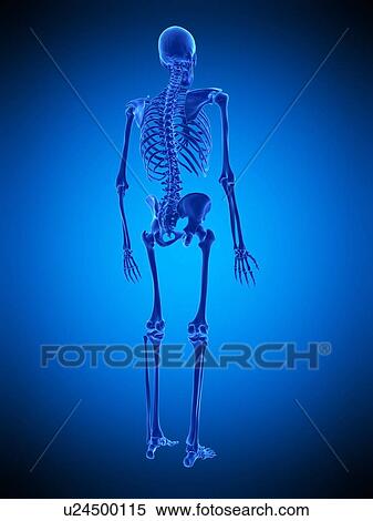 Human skeleton, illustration View Large Photo Image Stock Photography - Human skeleton, illustration. Fotosearch