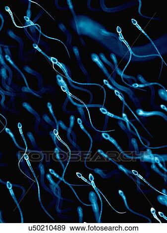 Human sperm, illustration View Large Photo Image Stock Photo - Human sperm, illustration. Fotosearch