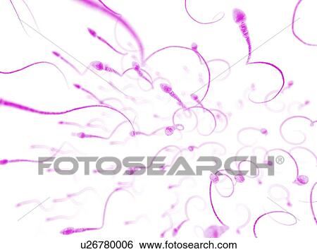 Stock Photograph - Human sperm, illustration. Fotosearch