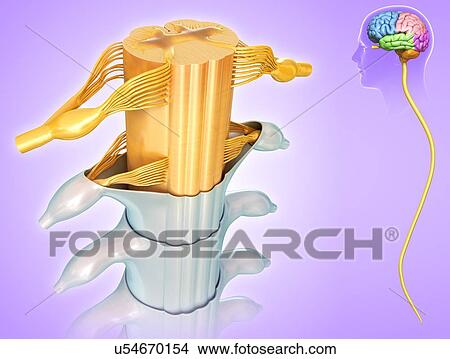 Picture - Human spinal cord cross-section, illustration. Fotosearch