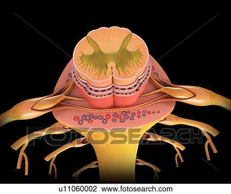Stock Image - Human spinal cord cross-section, illustration. Fotosearch